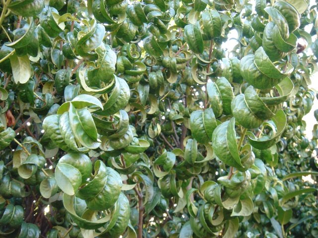 Prunus laurocerasus 'Camellifolia'